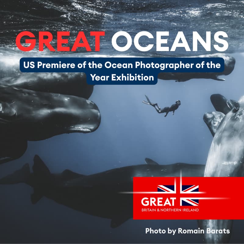 Cover Image for GREAT OCEANS: US Premiere of the Ocean Photographer of the Year Exhibition