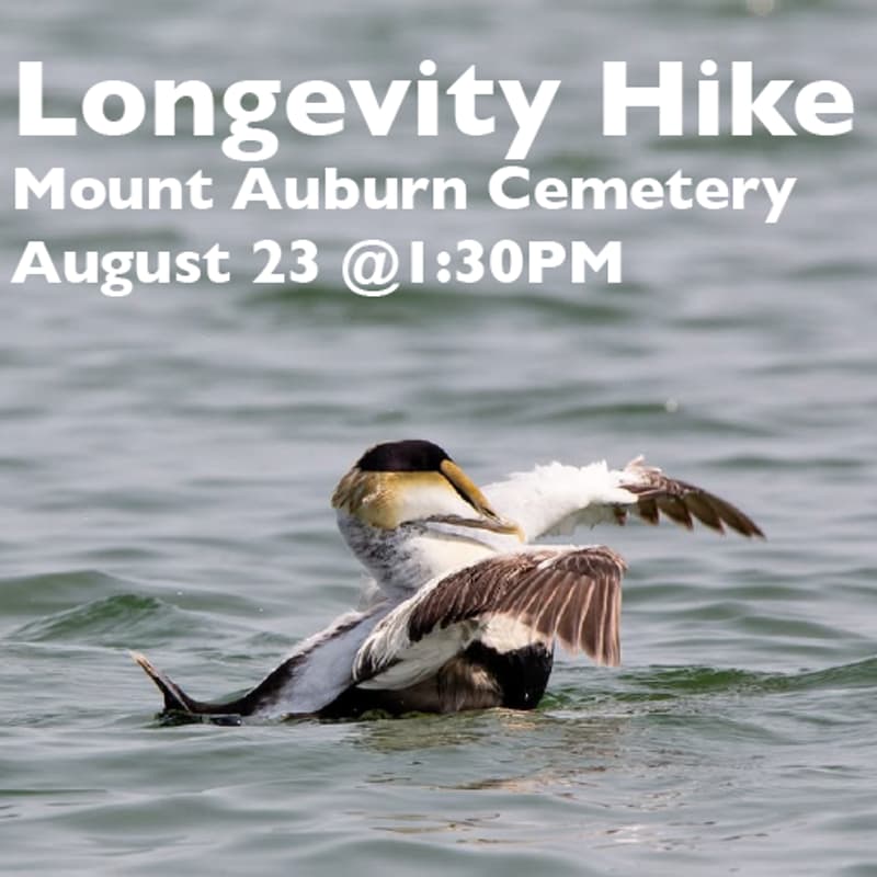 Cover Image for Longevity Hike from Longevity Global BOS