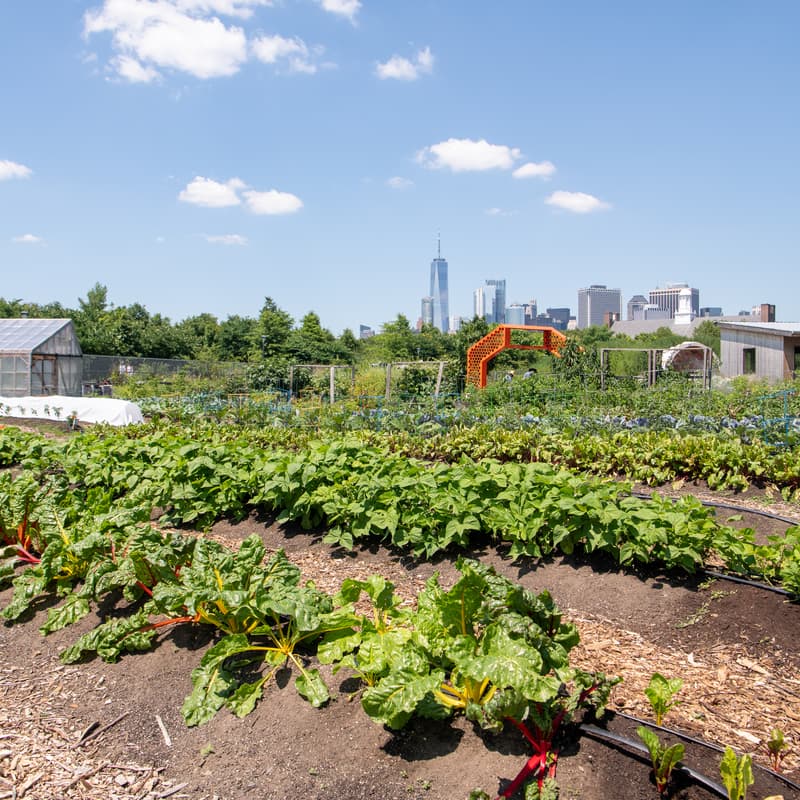 Cover Image for Teaching Garden Tour: Climate Change Edition