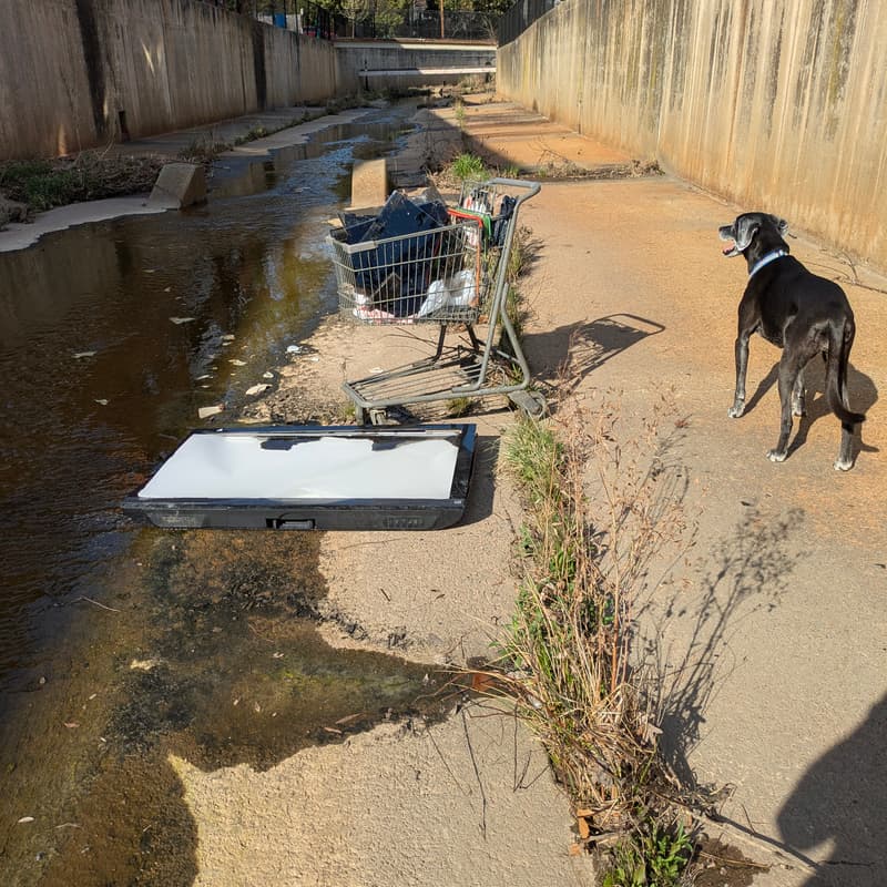 Cover Image for Reedy Creek Clean-up