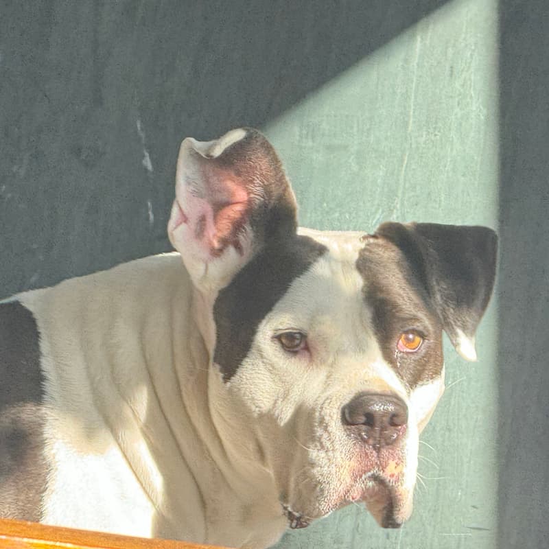 Cover Image for Denver Dog Moms Meetup At Skiptown