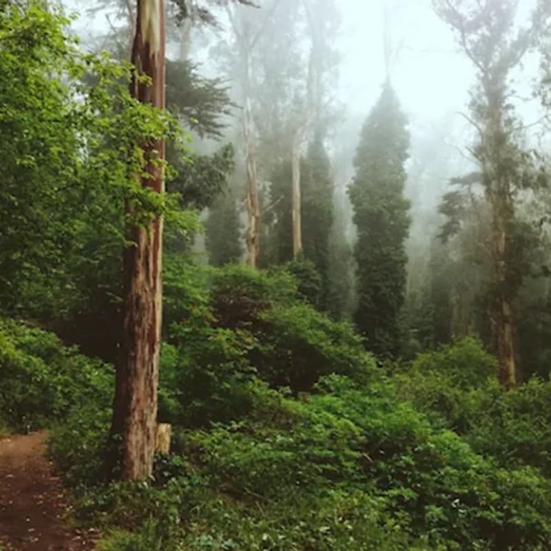 Cover Image for Yup, That’s Poison Oak - SF Forest Hike