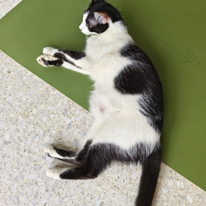 Cover Image for Yoga with Cats
