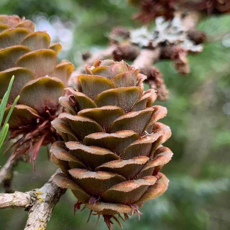 Cover Image for Weekly Arboretum Walk