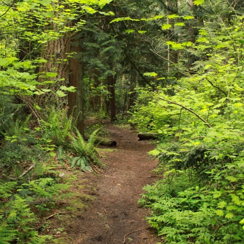Cover Image for Cyber By Nature - August 13 Nature Walk - Shaggy Mane Trail