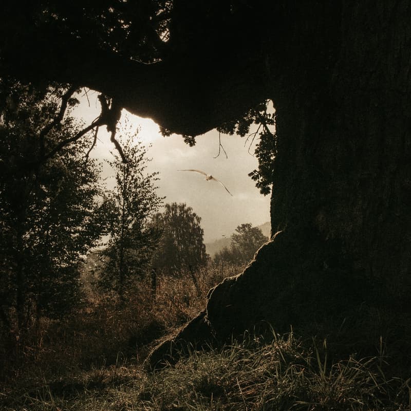 Cover Image for Stille Morgenstund #3 : Meditasjon