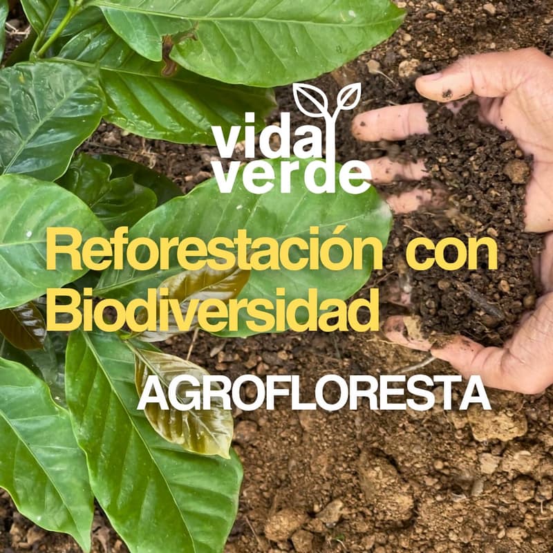 Foto de portada de Sembremos un Bosque en Vida Verde