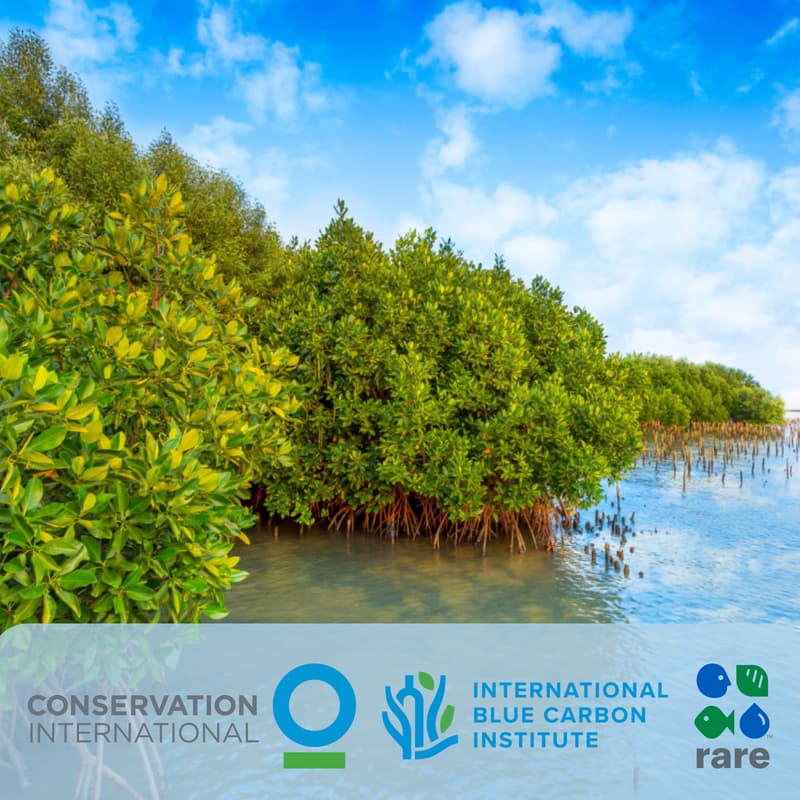 Cover Image for Webinar: Enabling conditions for financing conservation of blue carbon ecosystems