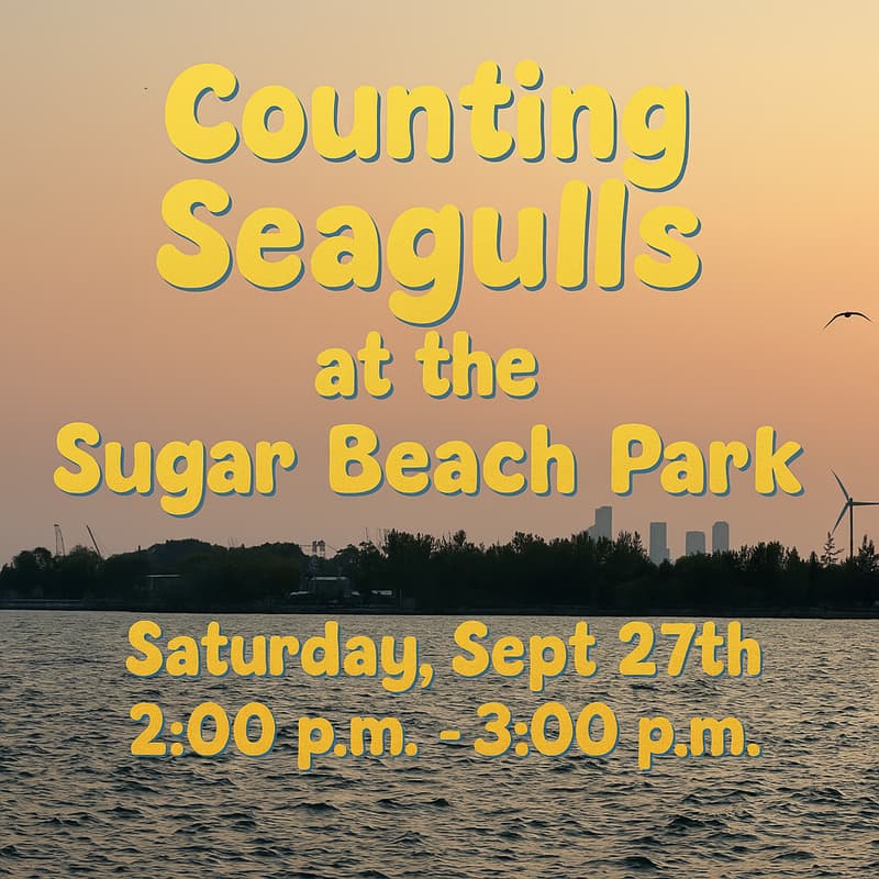 Cover Image for Counting Seagulls at the Sugar Beach Park