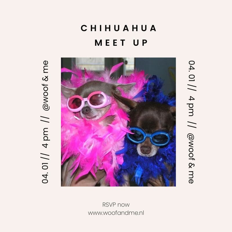 Cover Image for Chihuahua meet up