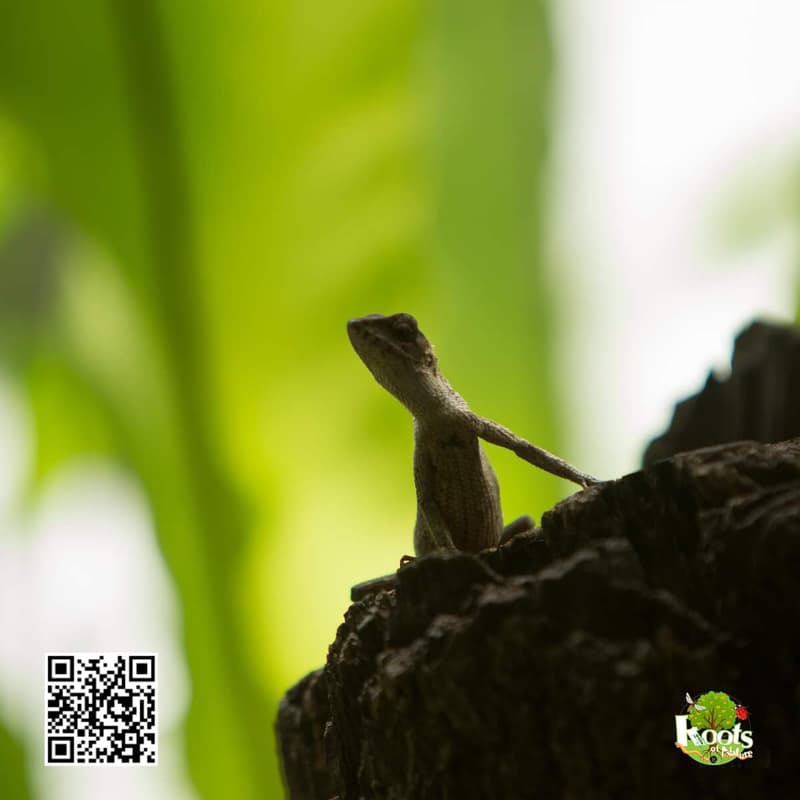 Cover Image for Roots of Nature