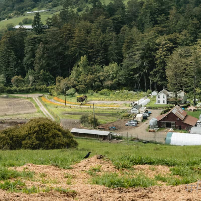 Cover Image for May Decelerator at Rancho San Gregorio by Founders Guild