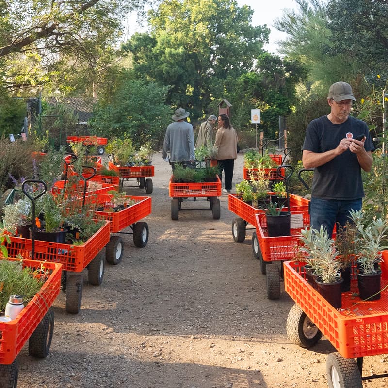 Cover Image for A Group Field Trip to Theodore Payne Foundation’s Fall Plant Sale -- Kickstart Your Native Garden!