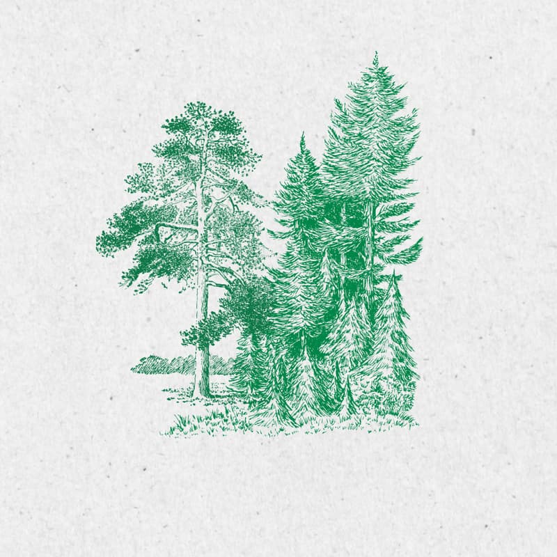 Cover Image for Bioregional Reforestation Orientation