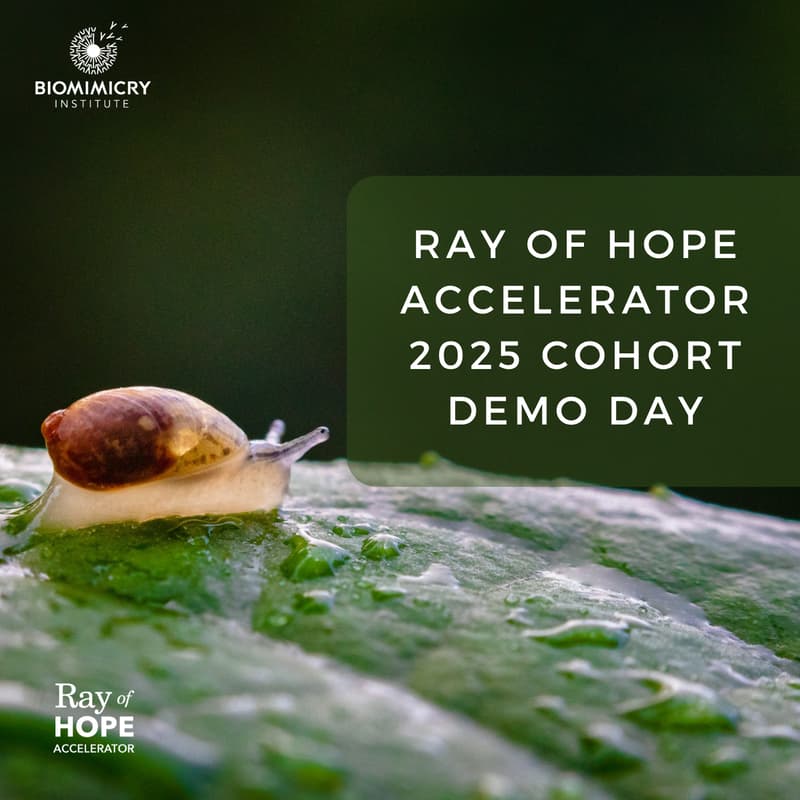 Cover Image for Ray of Hope Accelerator Demo Day