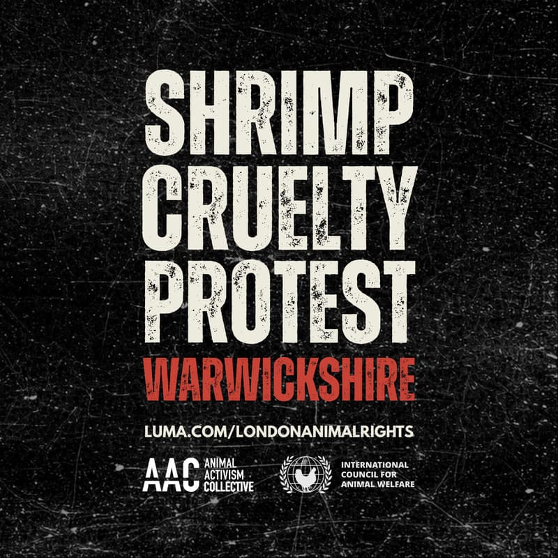 Cover Image for SHRIMP CRUELTY PROTEST