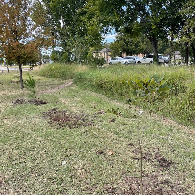 Cover Image for Tree Planting