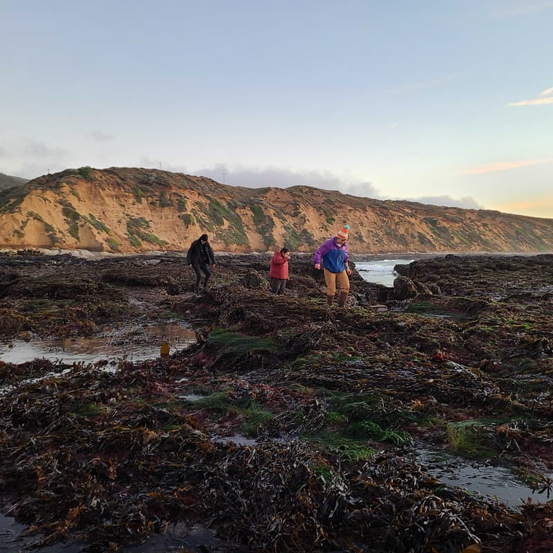 Cover Image for Central Coast Tidepooling & Kelp Foraging - California