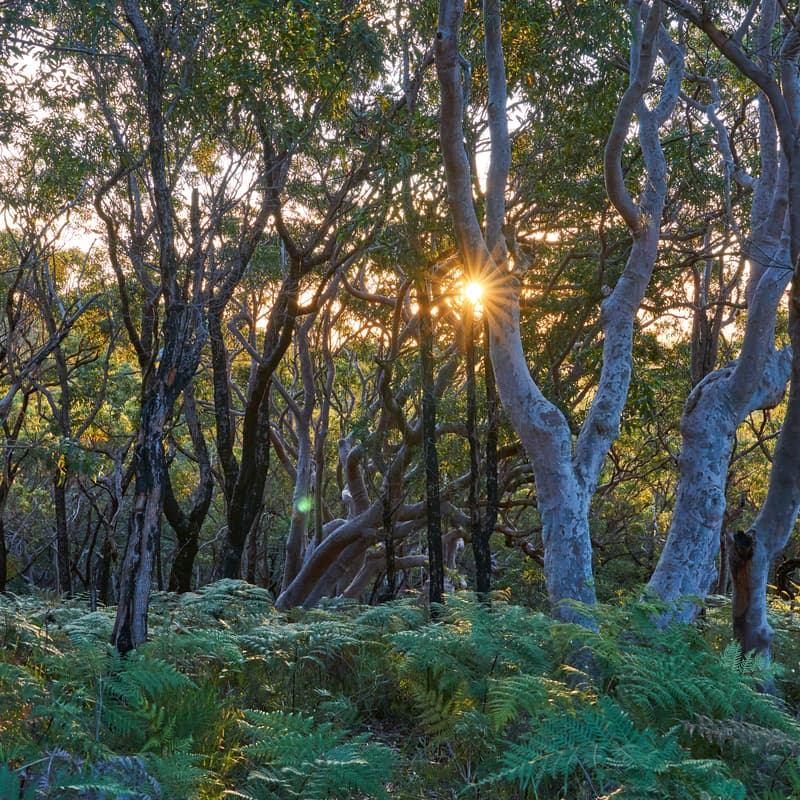 Cover Image for Following the Money: How much Australia Spends on Nature and What’s Next in Investment