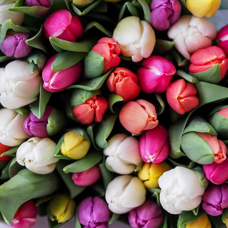 Cover Image for Signature Gathering at Tulip Day at Union Square in San Francisco