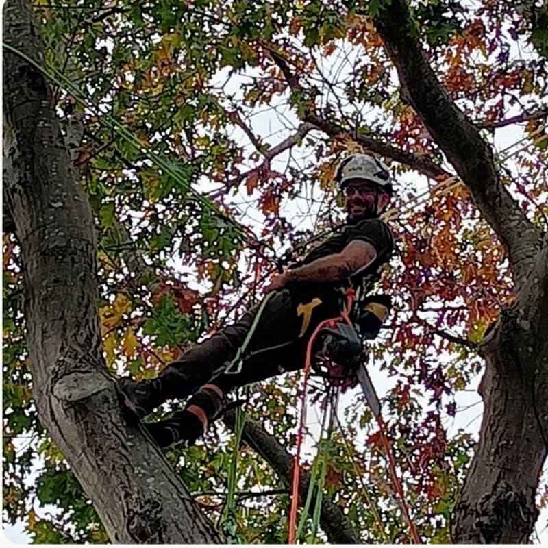 Cover Image for Tree Talk: Helping Trees in the Urban Landscape