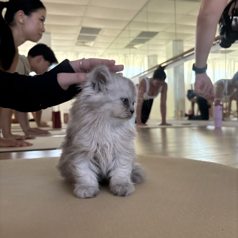 Cover Image for Rooftop Kitten Pilates (Class 2 at 11AM)