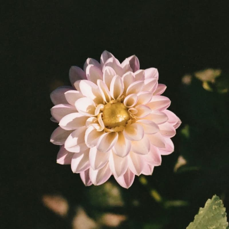 Cover Image for Earth Day Plant Sale