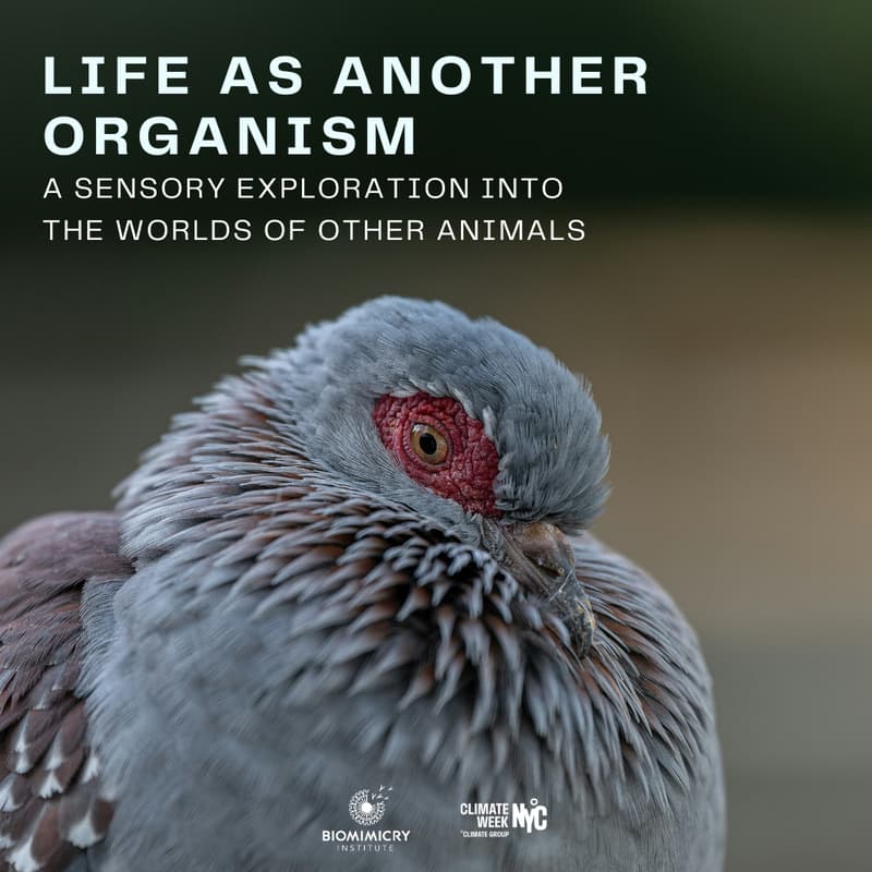 Cover Image for Life As Another Organism: A Sensory Exploration Into the Worlds of Other Animals