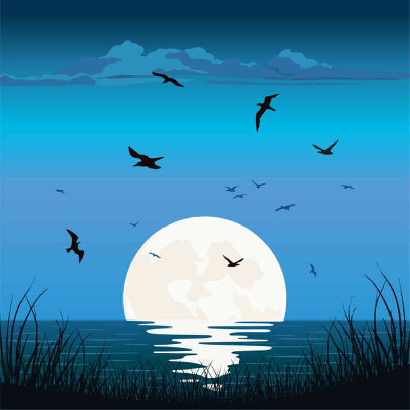 Cover Image for Moonlit Sunset Dunes Bird & Nature Field Trip