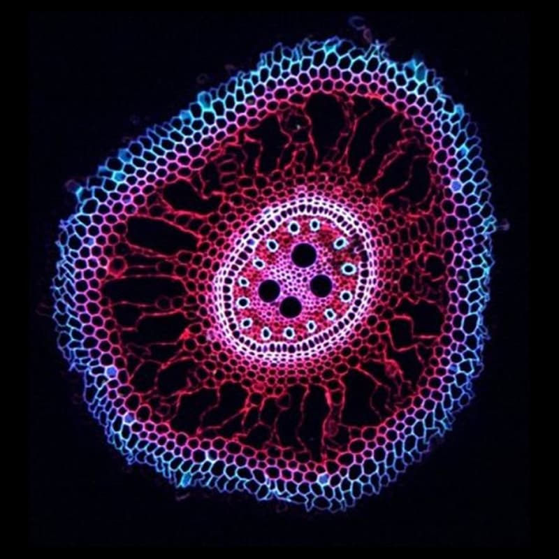 Cover Image for Quine Salon: Artificial Life and how to create it