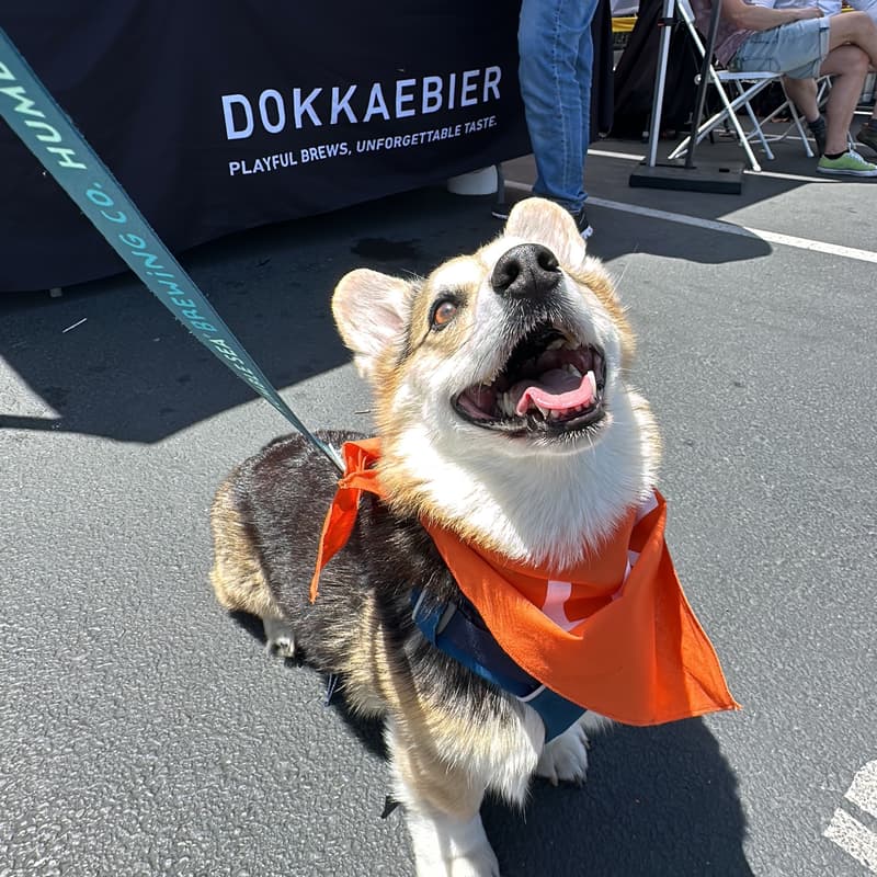 Cover Image for Pet's Day 🐶