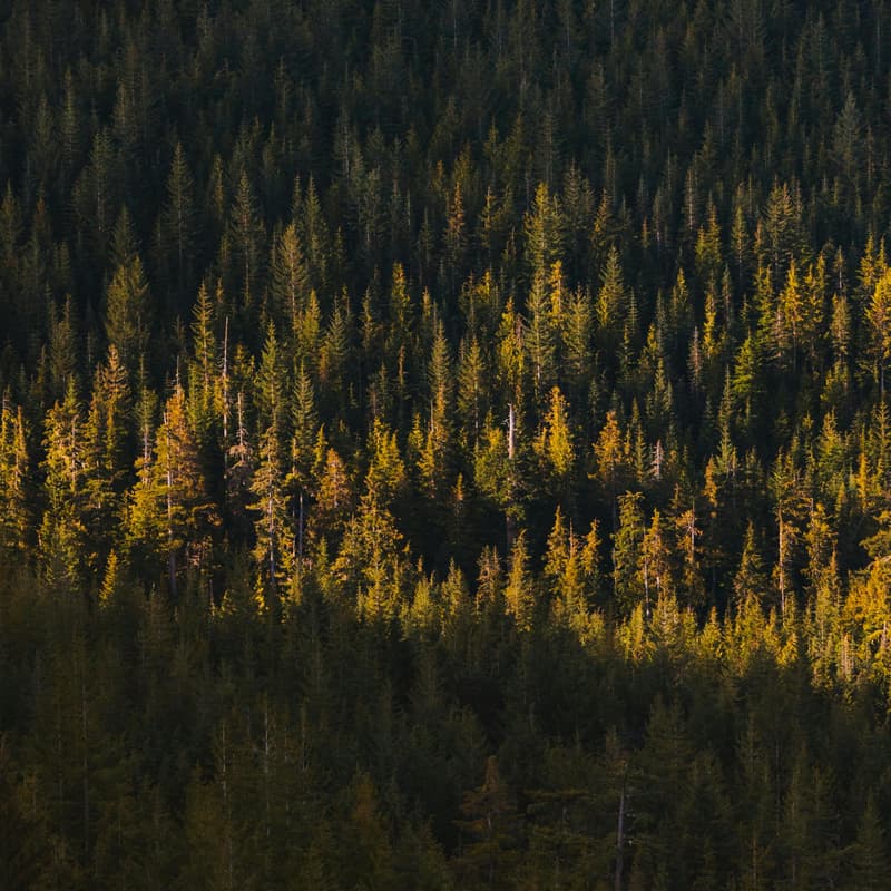 Cover Image for Rise & Reset: A Morning Hike for Career Clarity
