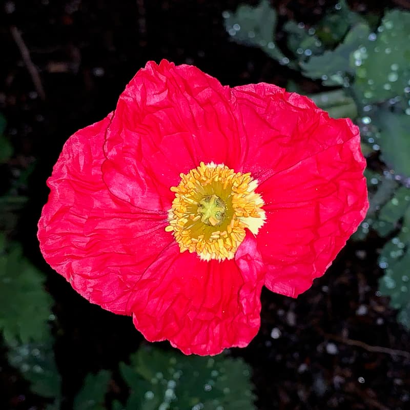 Cover Image for Works-in-Progress x MIPSLIP