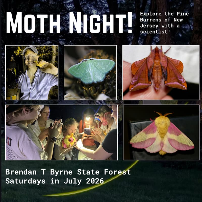 Cover Image for Moth Night in the Pine Barrens