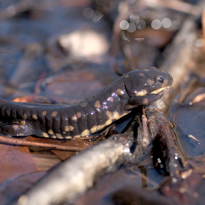 Cover Image for Protecting Freshwater Starts with Wetlands