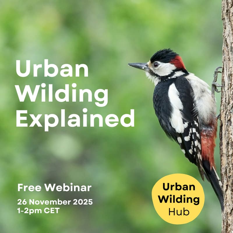 Cover Image for Urban Wilding Explained