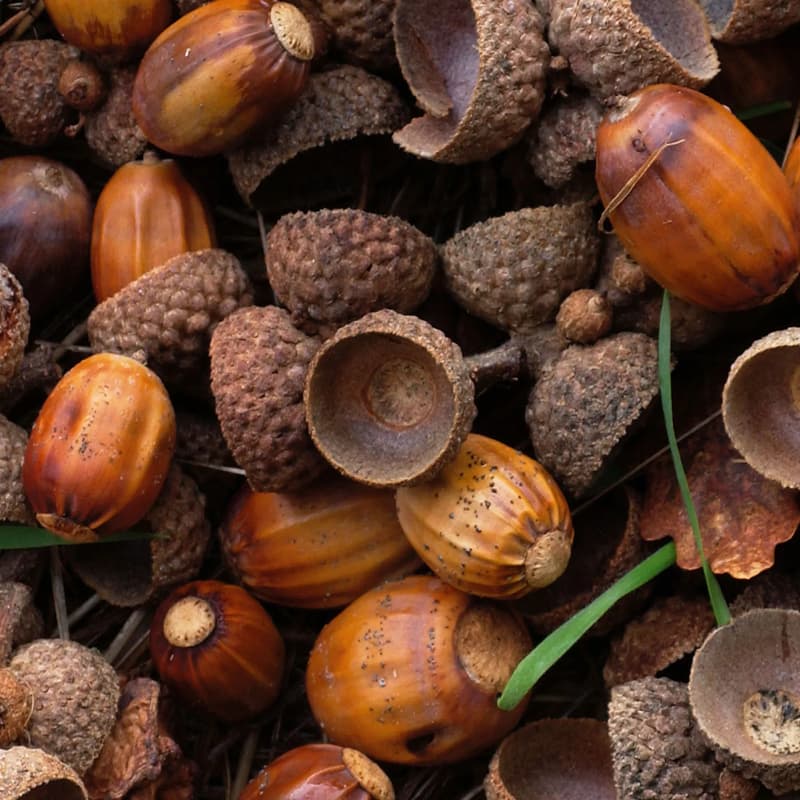 Cover Image for Acorn Gathering- Prospect Park
