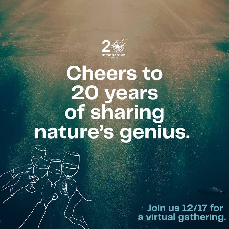 Cover Image for From Seeds to Systems: Celebrating 20 Years of the Biomimicry Institute