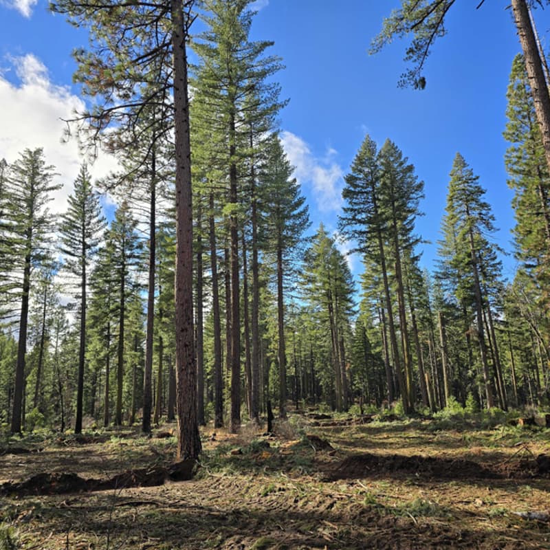 Cover Image for Forest and Friends, Jan 2026