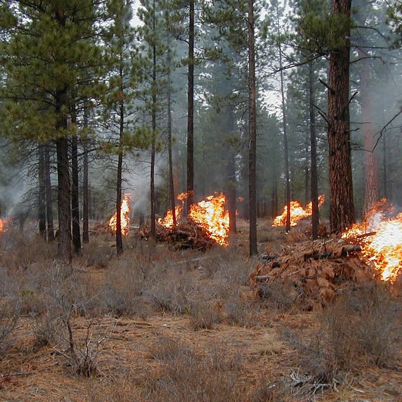 Cover Image for Mtn Home- Pile Burning