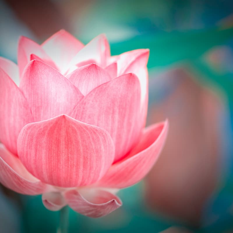 Cover Image for Meditation on Twin Hearts