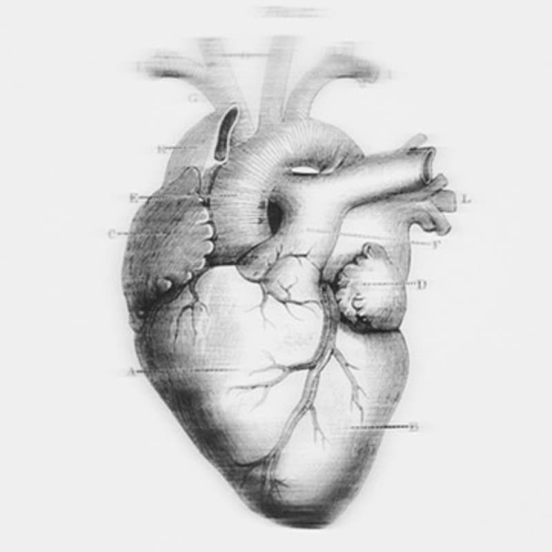 Cover Image for Keramik-Workshop für Kinder "Die inneren Organe des menschlichen Körpers" Mit Hiba Alansari