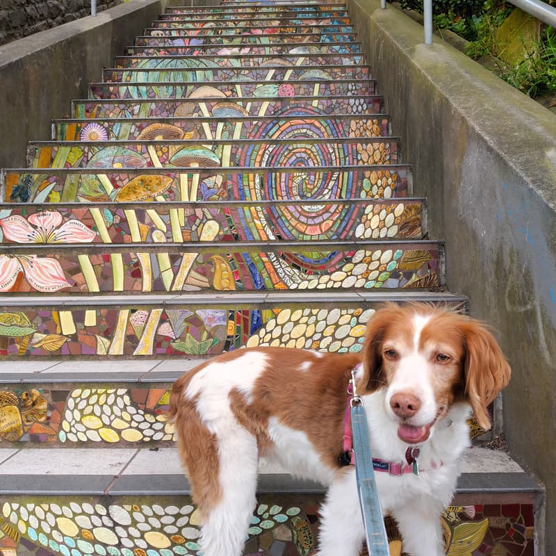 Cover Image for BioPharma Networking Hike: Tiled Steps (Golden Gate Heights & Forest Hill)