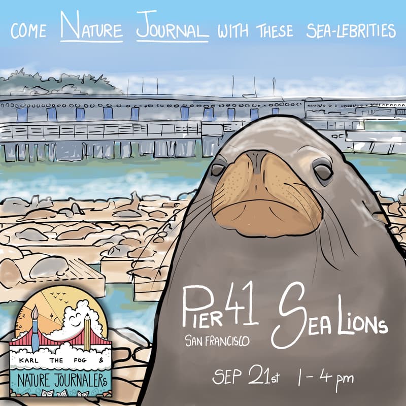 Cover Image for Nature Journaling Sea Lions @Pier 41, San Francisco