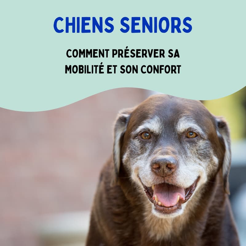 Cover Image for Chien sénior: préserver sa mobilité et son confort