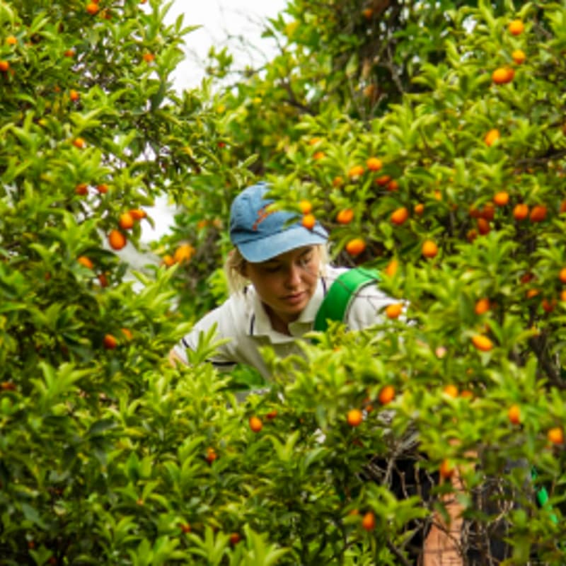 Cover Image for ⭐️ HeyClimate Member Club: Persimmon Harvesting