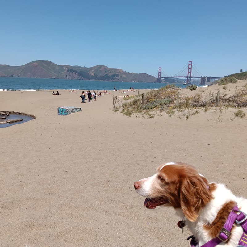 Cover Image for BioPharma Networking Hike: Lobos Creek