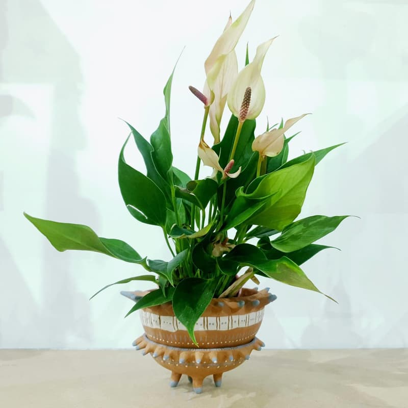 Cover Image for Modelez Vos Essentiels Pour Vos Plantes
