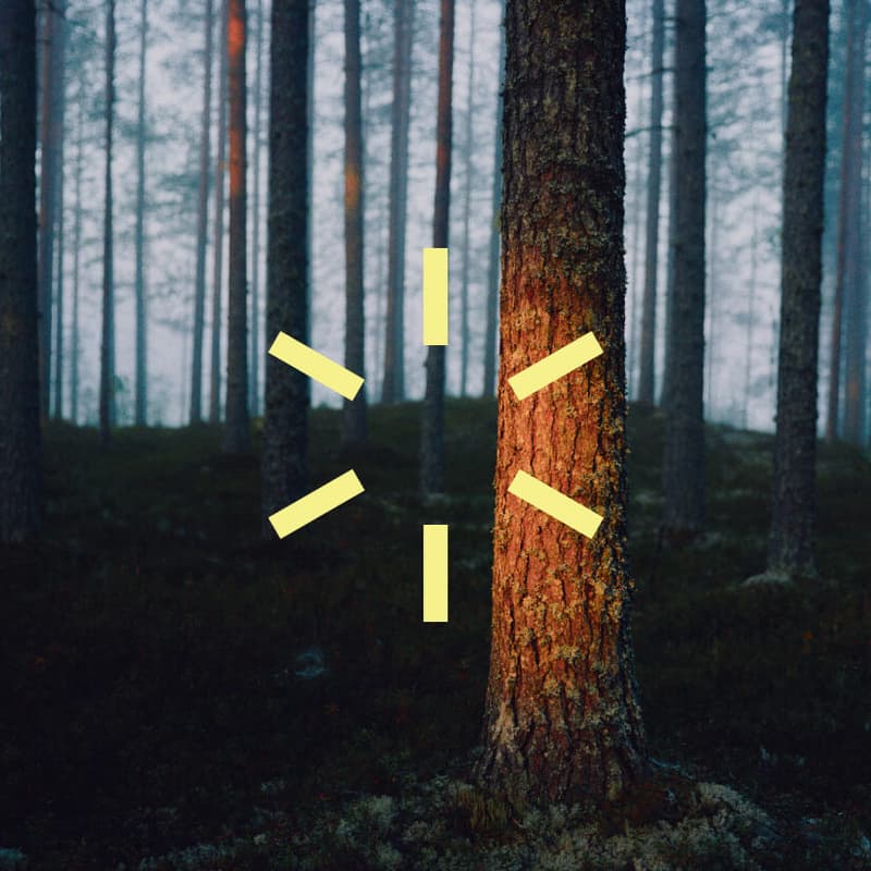 Cover Image for Deforestation Regulation (EUDR): Updated guidelines and FAQ