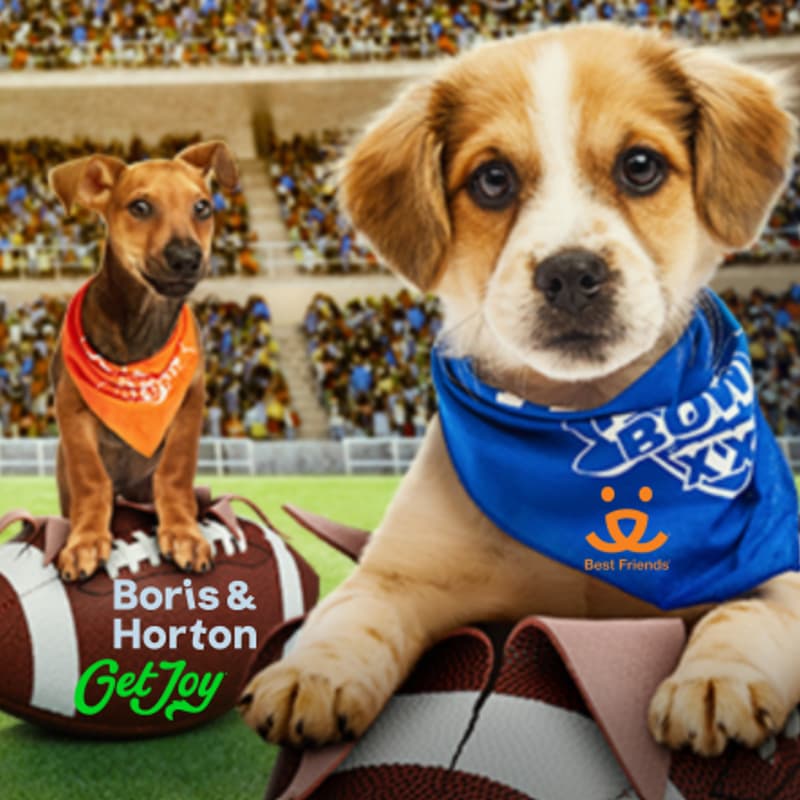 Cover Image for Puppy Bowl Watch with BFAS and Get Joy at Boris and Horton